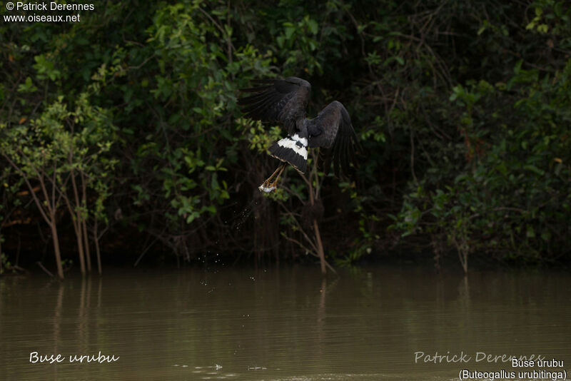 Great Black Hawkadult, identification, habitat, Flight, feeding habits, fishing/hunting