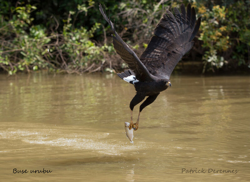 Buse urubuadulte, identification, habitat, Vol, régime, pêche/chasse