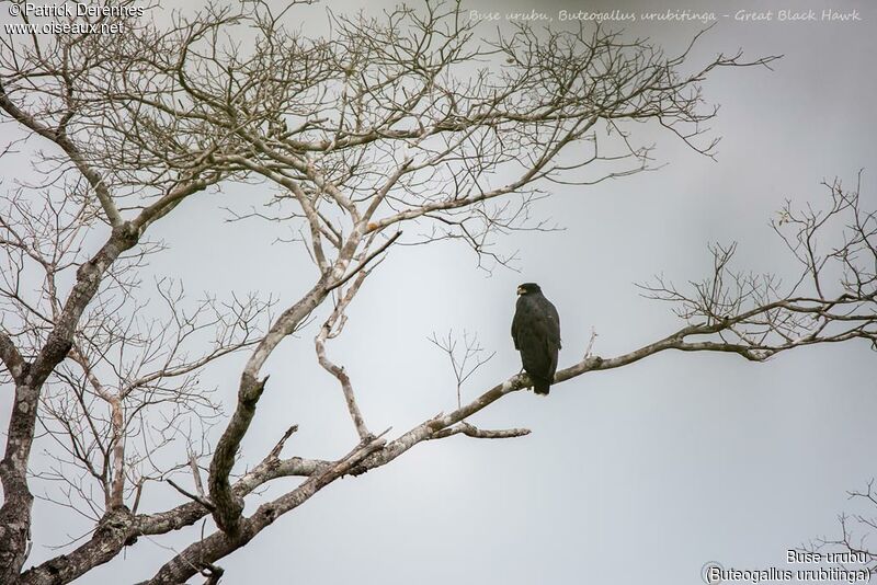 Great Black Hawk, identification, habitat