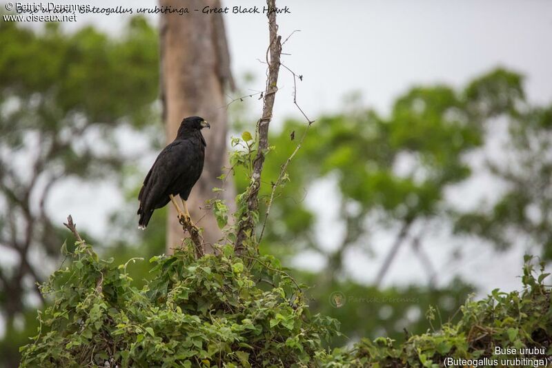 Great Black Hawkadult, identification, habitat