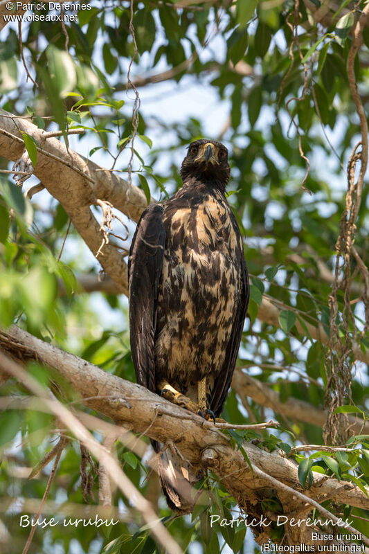 Buse urubuimmature, identification, habitat