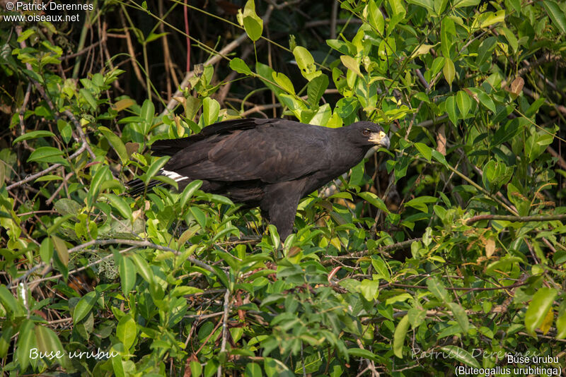 Great Black Hawkadult, identification, habitat