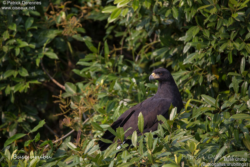 Great Black Hawkadult, identification, habitat