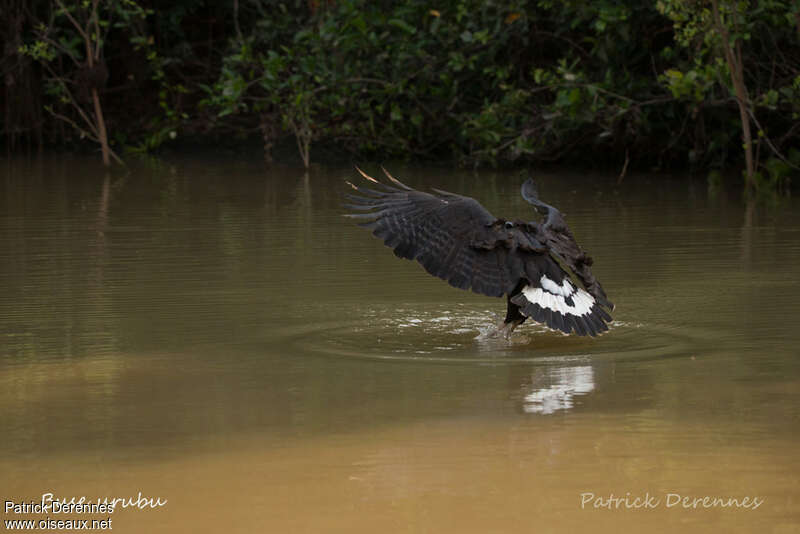 Great Black Hawkadult, feeding habits, fishing/hunting