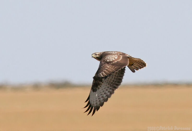 Common Buzzard