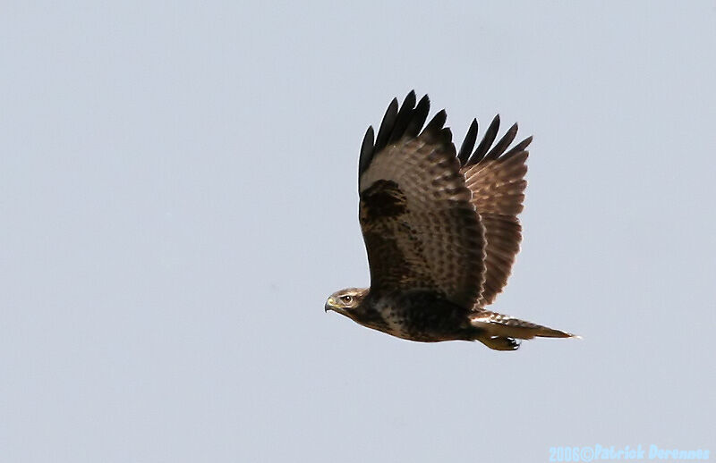 Common Buzzard