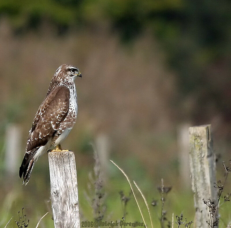 Common Buzzard