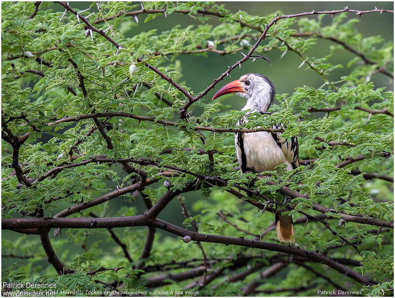 Northern Red-billed Hornbill female adult, habitat