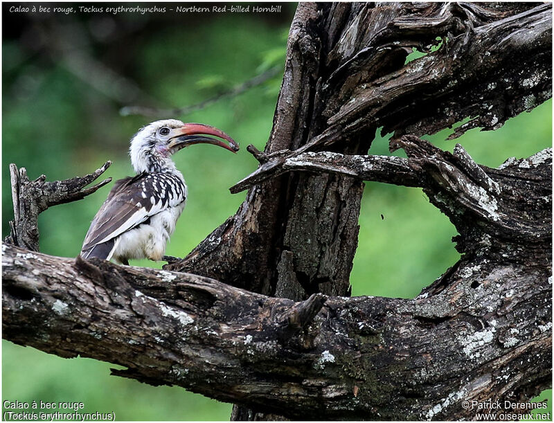 Northern Red-billed Hornbill male adult, identification, feeding habits