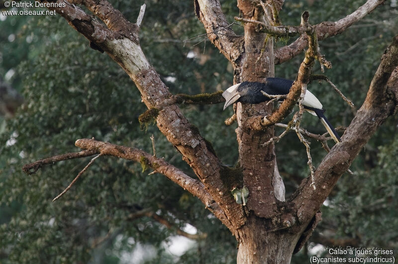 Calao à joues grises, identification, habitat