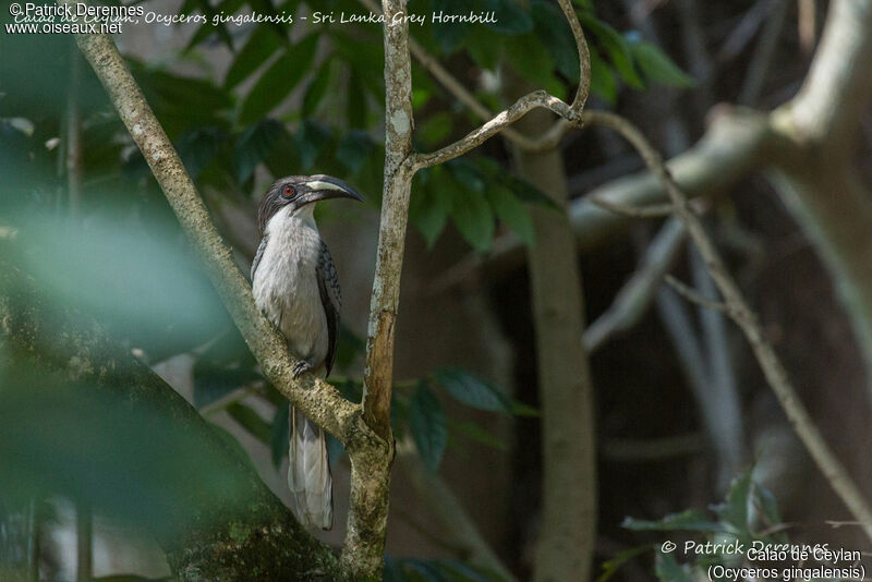 Calao de Ceylan femelle, identification, habitat