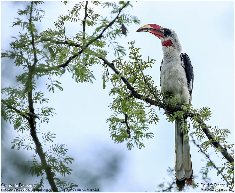 Von der Decken's Hornbill male adult, identification