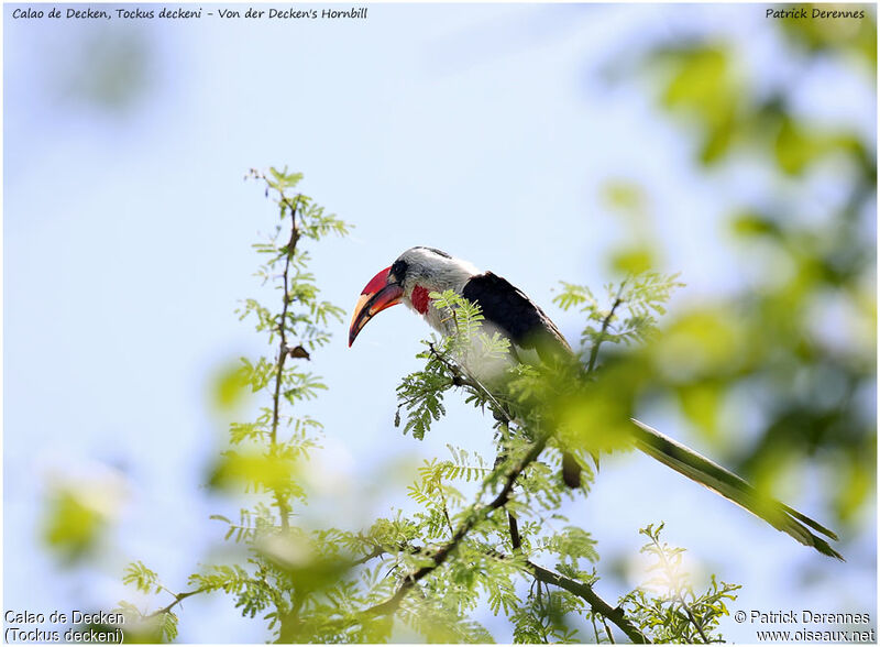 Von der Decken's Hornbill male adult, identification