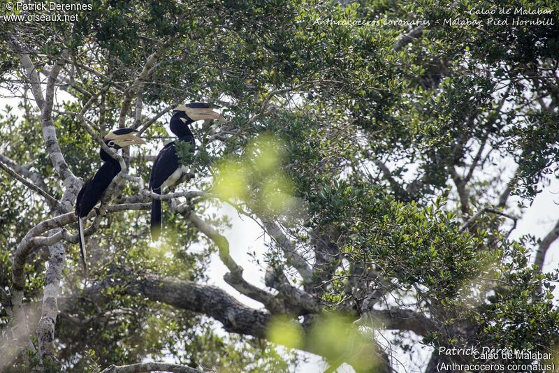 Malabar Pied Hornbilladult, habitat