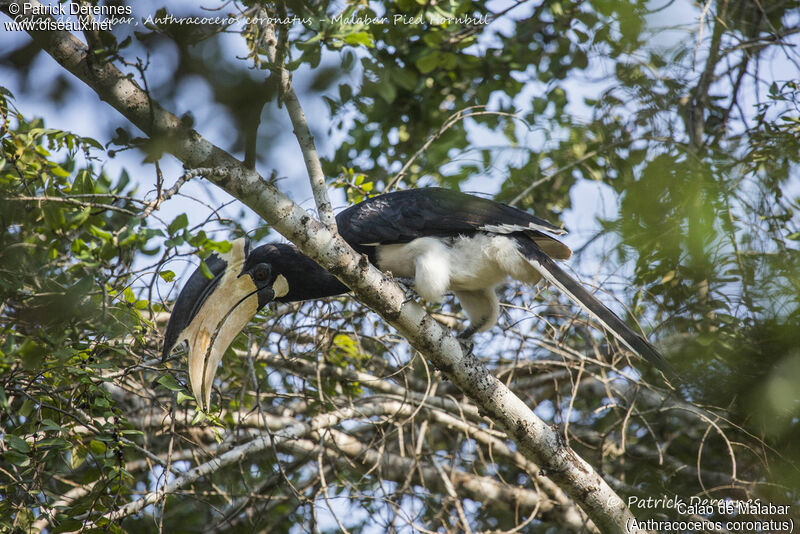 Malabar Pied Hornbill male, identification, habitat, feeding habits