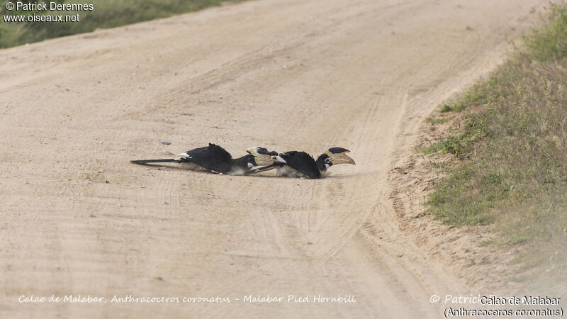 Malabar Pied Hornbilladult breeding, Behaviour