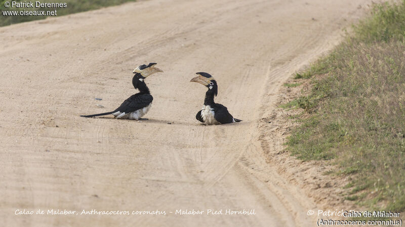 Malabar Pied Hornbilladult breeding, Behaviour