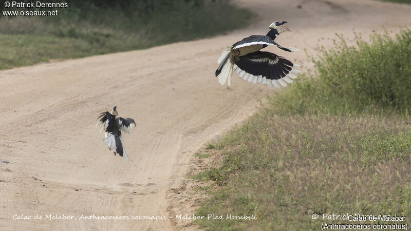 Malabar Pied Hornbilladult breeding, Flight