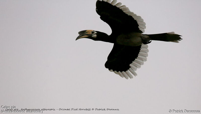 Oriental Pied Hornbill, Flight