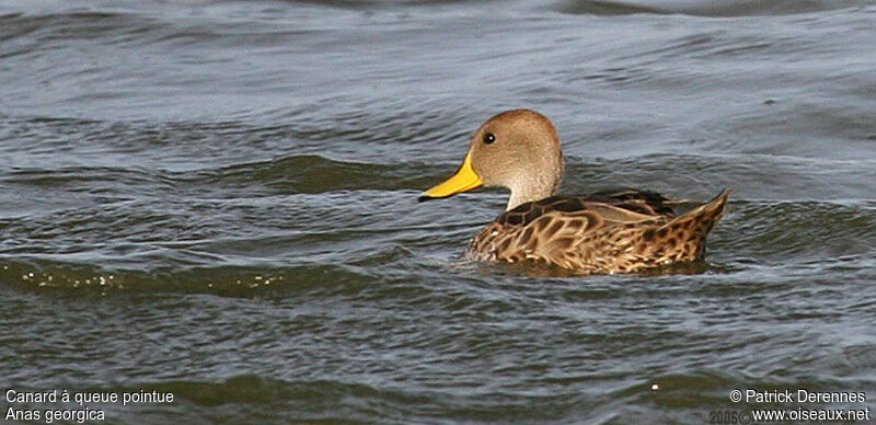 Yellow-billed Pintailadult