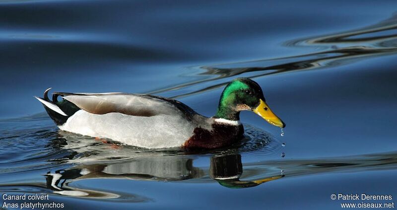 Canard colvert mâle adulte nuptial, identification