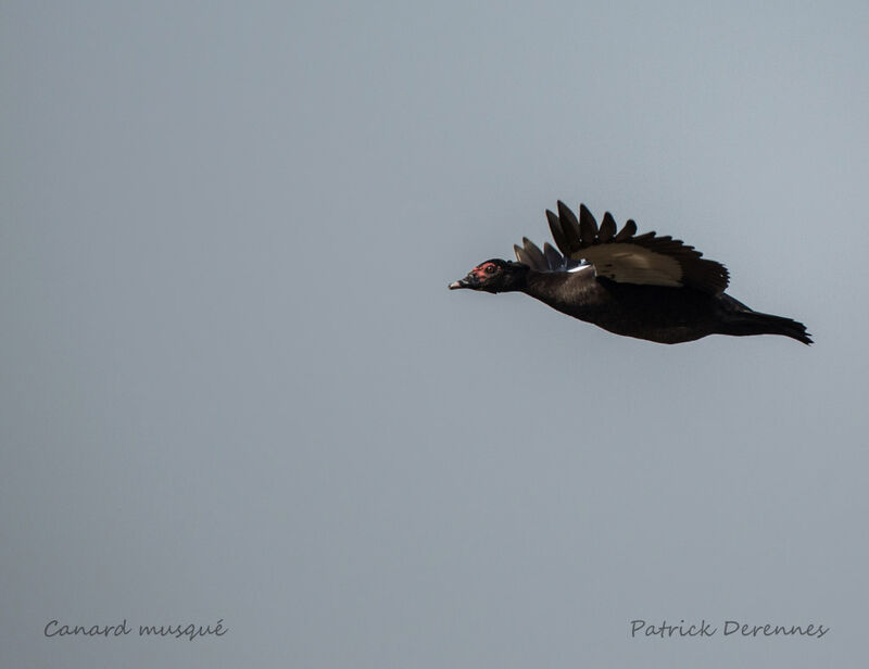 Canard musqué, Vol