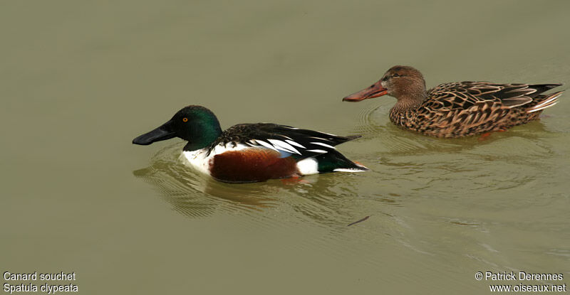 Northern Shoveler 