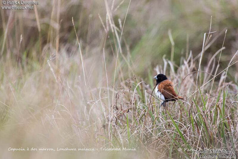 Tricolored Munia, identification, habitat