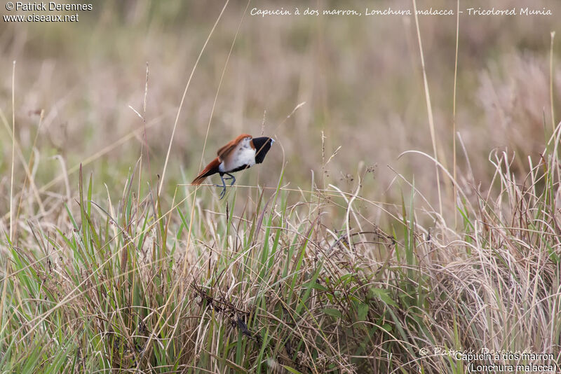 Capucin à dos marron, identification, habitat