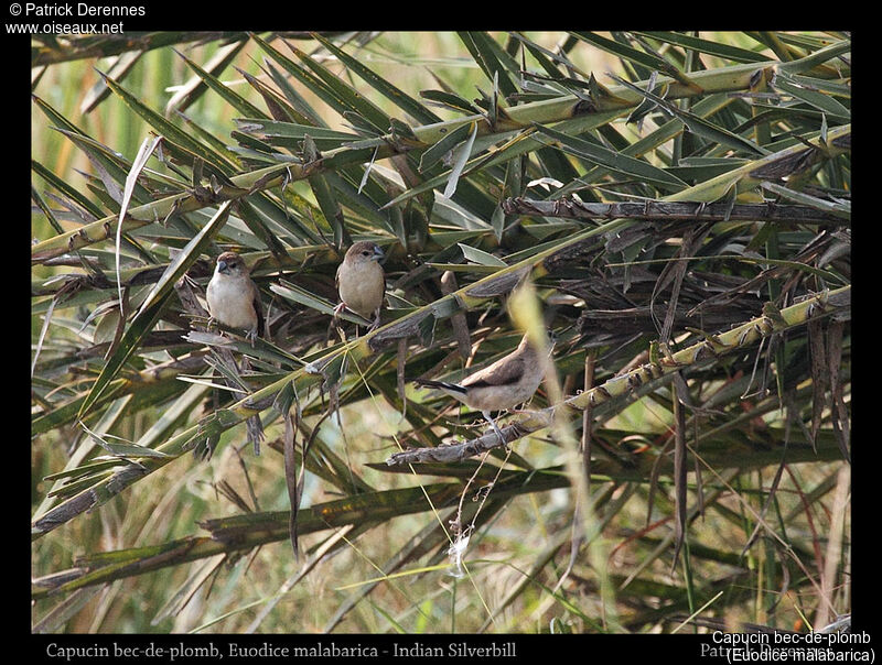 Capucin bec-de-plomb, habitat