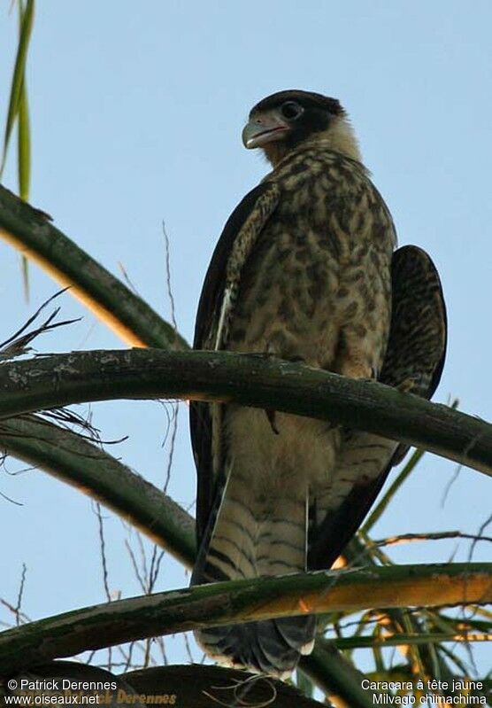 Yellow-headed CaracaraFirst year