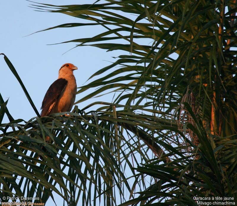 Yellow-headed Caracaraadult breeding