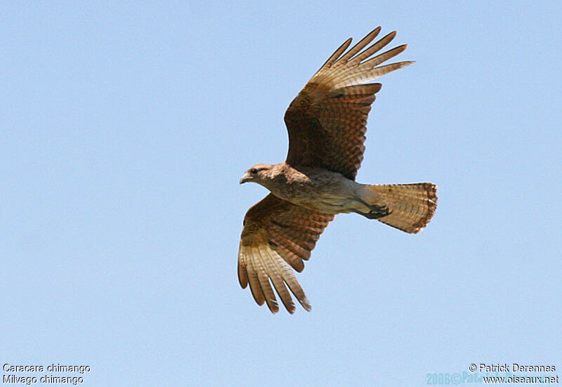 Caracara chimango