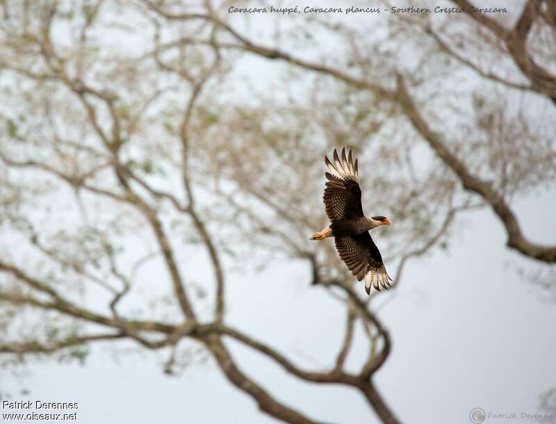 Caracara huppéadulte, Vol