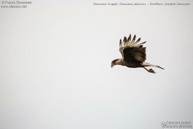 Caracara huppé, Vol