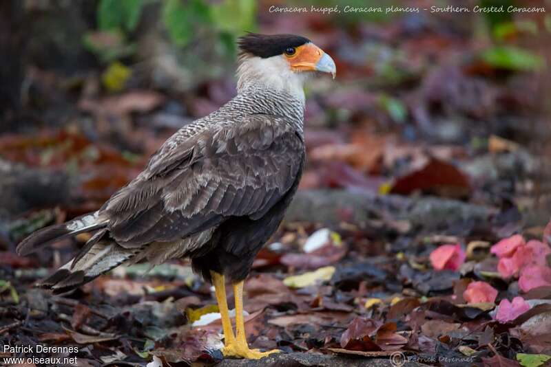 Caracara huppéadulte, identification