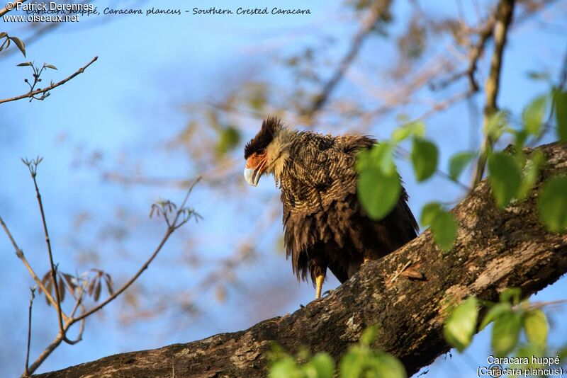 Caracara huppé, identification, habitat