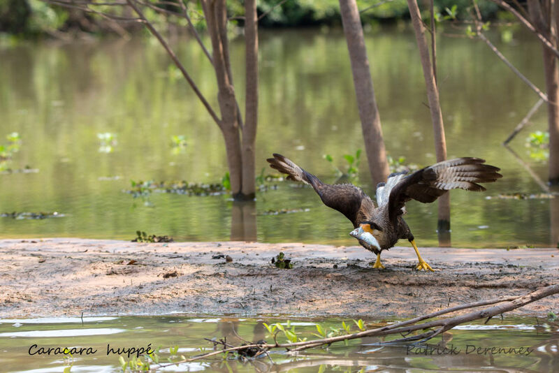 Caracara huppé, identification, habitat, Vol, mange