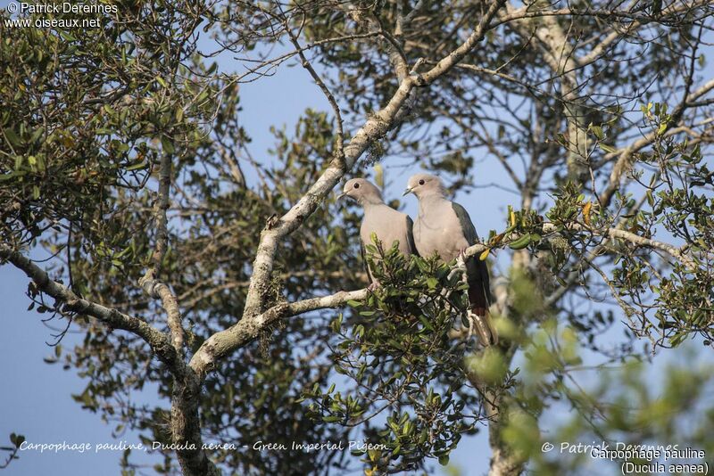 Green Imperial Pigeonadult, habitat