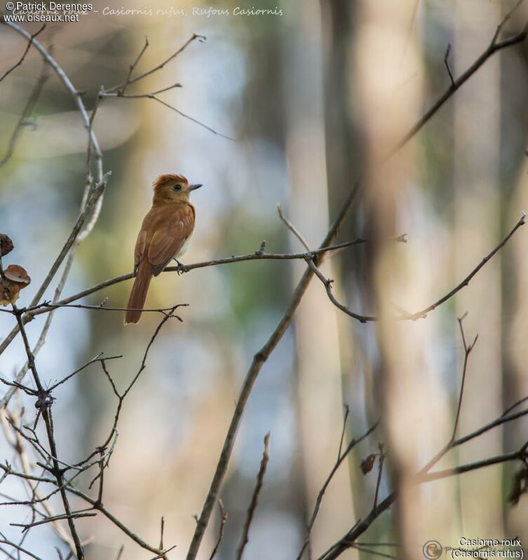 Rufous Casiornis, identification, habitat