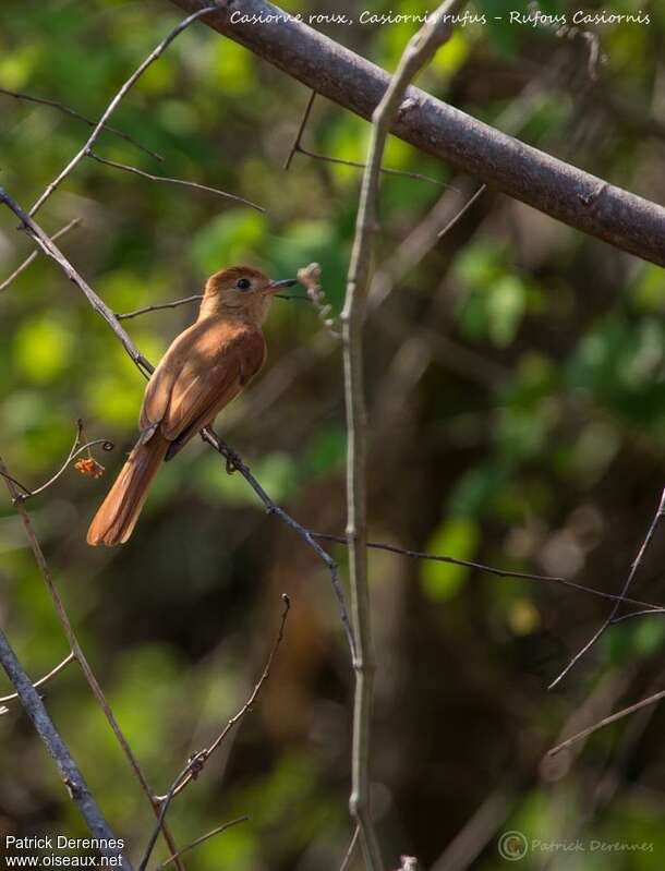 Rufous Casiornisadult, identification