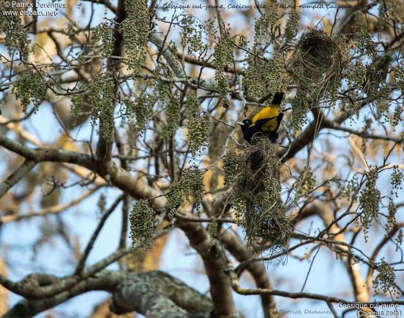 Yellow-rumped Cacique, identification, habitat, Reproduction-nesting