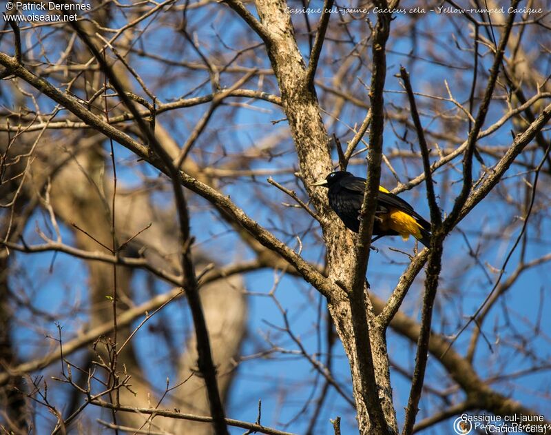 Cassique cul-jaune, identification, habitat