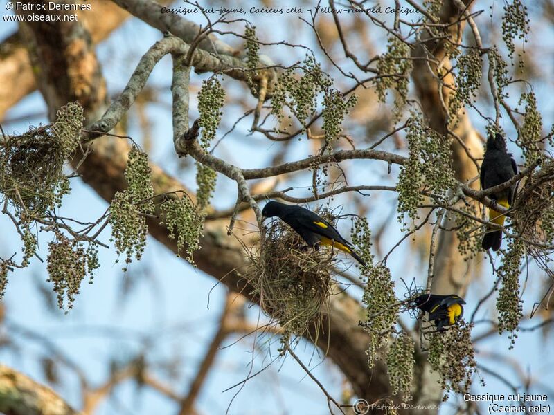 Yellow-rumped Cacique, identification, habitat, Reproduction-nesting