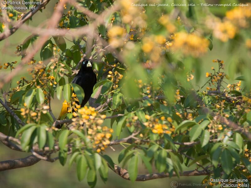 Cassique cul-jaune, identification, habitat