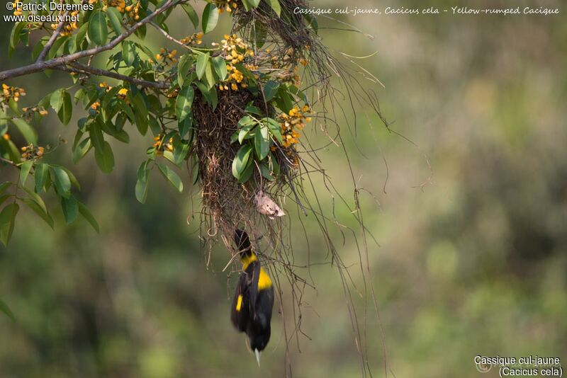 Cassique cul-jaune, identification, habitat, Nidification