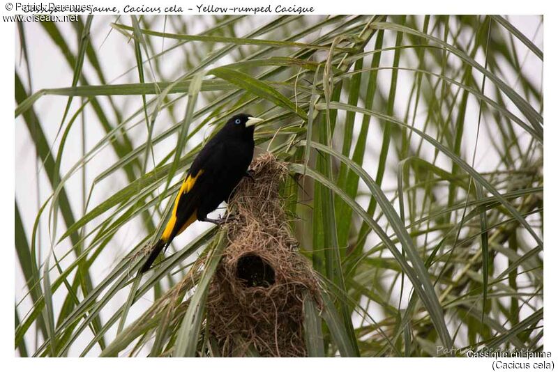 Yellow-rumped Cacique, identification, habitat, Reproduction-nesting