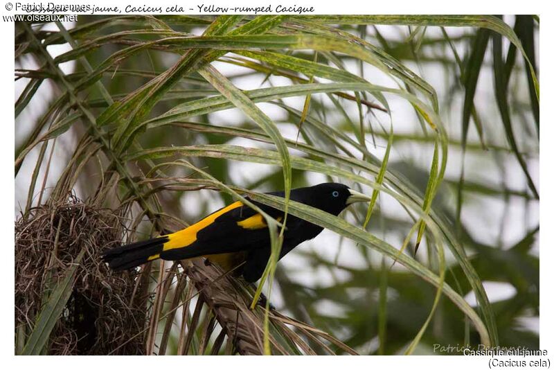 Yellow-rumped Cacique, identification, habitat, Reproduction-nesting