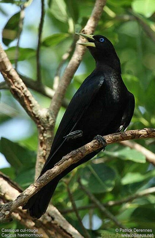 Red-rumped Caciqueadult