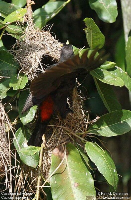 Red-rumped Caciqueadult